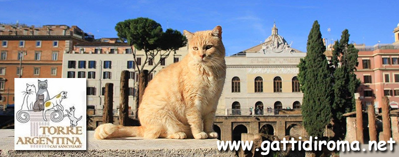 Gatti Di Roma Colonia Felina Largo Di Torre Argentina